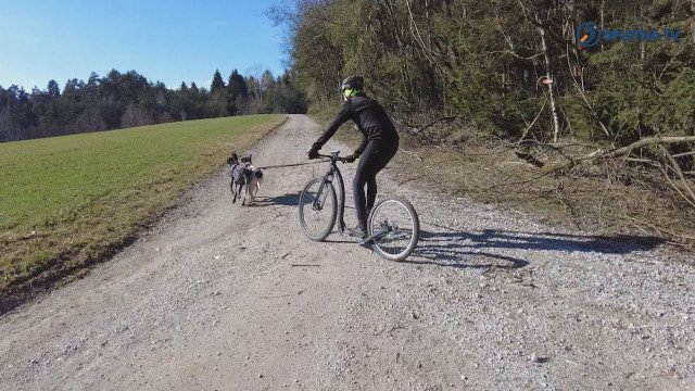 Športaj z mano: Bikejoring za vsakega kolesarja, ki ima rad pse