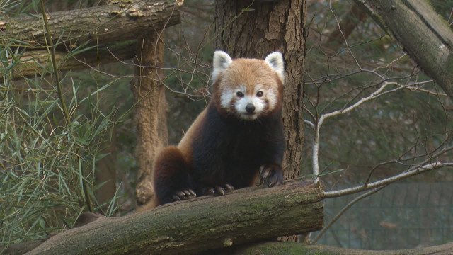 Zimski utrip v živalskem vrtu