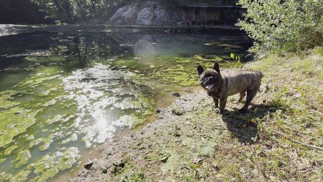 Skrita nevarnost za pse v jezerih in ribnikih